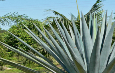 Агаве (Agave) Агаве (Agave)