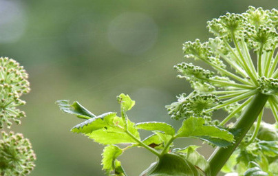 Ангелика (Angelica archangelica) Ангелика (Angelica archangelica)