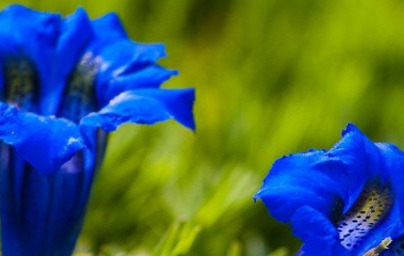Жълта тинтява (Gentiana lutea) Жълта тинтява (Gentiana lutea)