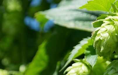 Обикновен хмел (Humulus lupulus) Обикновен хмел (Humulus lupulus)