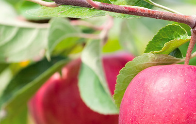 Домашна ябълка (Malus domestica) Домашна ябълка (Malus domestica)