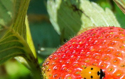 Ягоди (Fragaria vesca) Ягоди (Fragaria vesca)