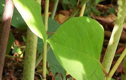 Японска фалопия (Fallopia japonica) Японска фалопия (Fallopia japonica)