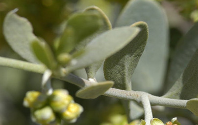Жожоба (Simmondsia chinensis) Жожоба (Simmondsia chinensis)