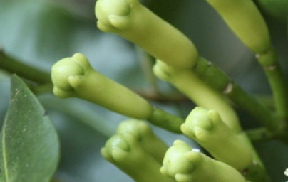 Карамфил (Syzygium aromaticum) Карамфил (Syzygium aromaticum)
