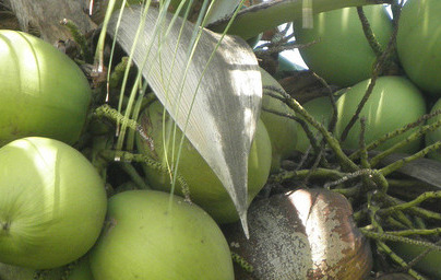 Кокос (Cocos nucifera) Кокос (Cocos nucifera)