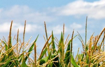 Царевица (Zea mays) Царевица (Zea mays)