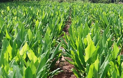 Куркума (Curcuma longa) Куркума (Curcuma longa)