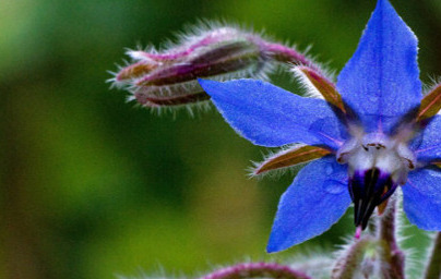 Масло от пореч (Borago officinalis) Масло от пореч (Borago officinalis)