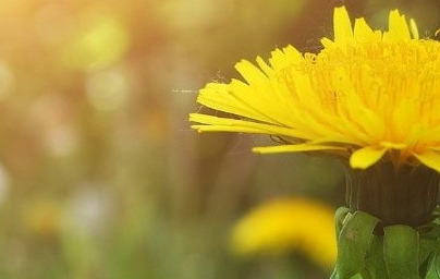 Глухарче (Taraxacum officinale) Глухарче (Taraxacum officinale)