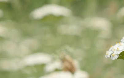 Бял равнец (Achillea millefolium) Бял равнец (Achillea millefolium)