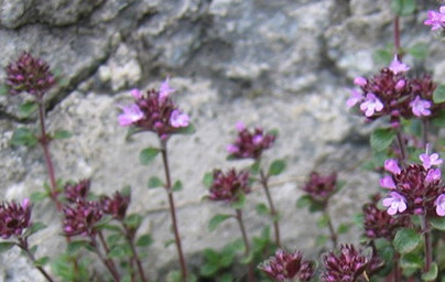 Mащерка (Thymus vulgaris) Mащерка (Thymus vulgaris)
