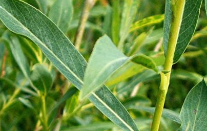 Върба (Salix) Върба (Salix)