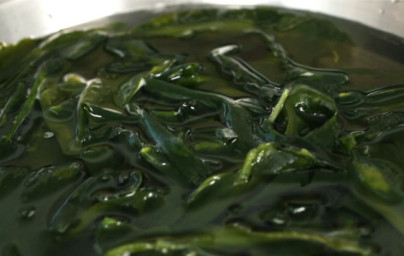 Уакаме (Wakame) Уакаме (Wakame)