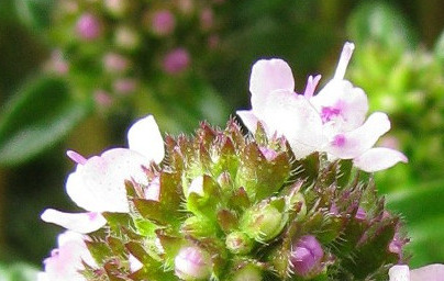 Градинска чубрица (Satureja hortensis) Градинска чубрица (Satureja hortensis)