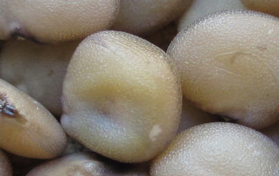 Гума гуар (Cyamopsis Tetragonoloba Gum) Гума гуар (Cyamopsis Tetragonoloba Gum)