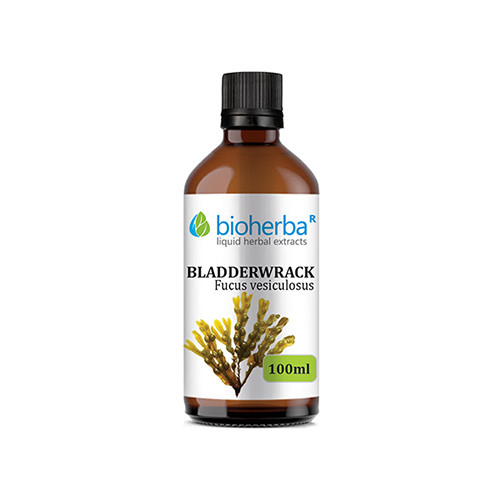 Alga fucus – tintura, 100 ml