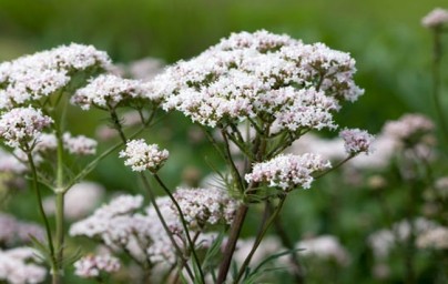 Odoljen (Valeriana officinalis) Odoljen (Valeriana officinalis)
