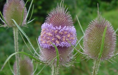 Divlja češljugovina (Dipsacus fullonum)