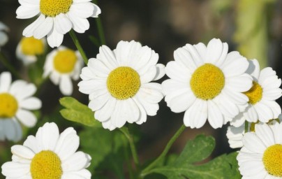 Feverfew ili povratić (Tanacetum parthenium) Feverfew ili povratić (Tanacetum parthenium)