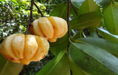 Garcinija (Garcinia Cambogia) Garcinija (Garcinia Cambogia)
