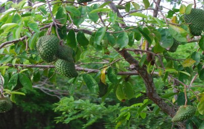Graviola (Annona muricata) Graviola (Annona muricata)
