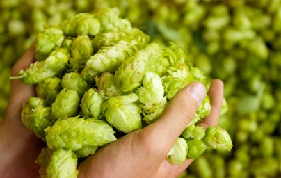 Hmelj (Humulus lupulus) Hmelj (Humulus lupulus)
