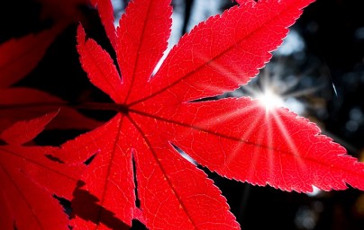 Javor (Acer)