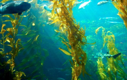 Kelp Kelp