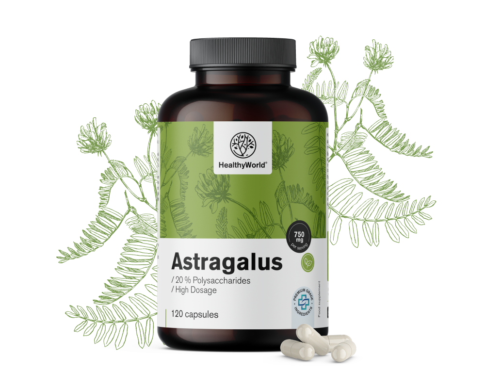 Astragalus – extracto