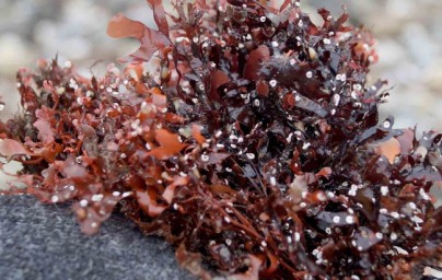 Crondo crispo - Chondrus crispus