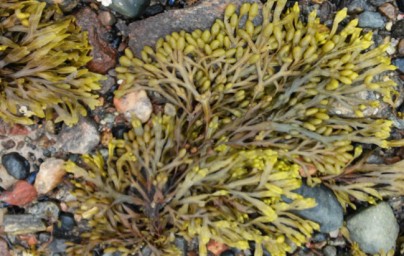 Alga Fucus