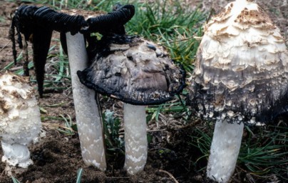 Coprinus