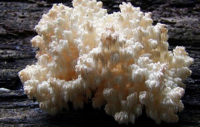 Hericium