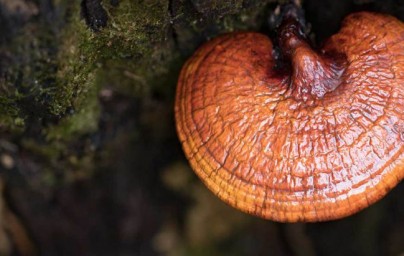 Reishi