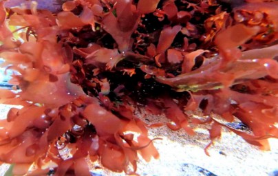 Palmaria palmata