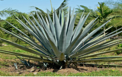Agava (Agave) Agava (Agave)