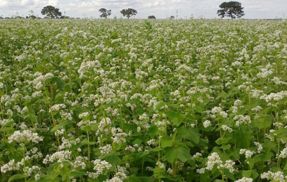Ajda (Fagopyrum esculentum) Ajda (Fagopyrum esculentum)
