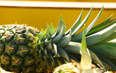 Ananas (Ananas comosus) Ananas (Ananas comosus)