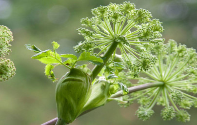 Angelika (Angelica archangelica) Angelika (Angelica archangelica)