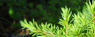 Cedra (Cedrus)