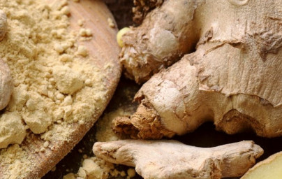 Ingver (Rhizoma zingiberis) Ingver (Rhizoma zingiberis)