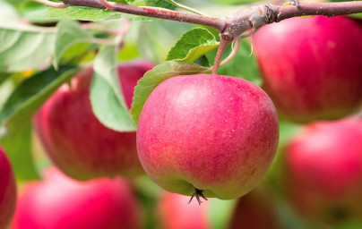 Jablana (Malus domestica) Jablana (Malus domestica)