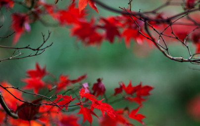 Javor (Acer) Javor (Acer)