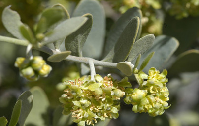 Jojoba (Simmondsia chinensis) Jojoba (Simmondsia chinensis)