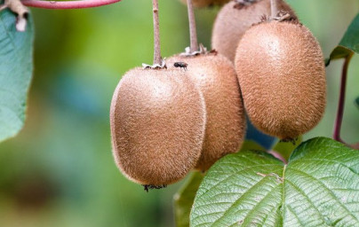 Kivi (Actinidia deliciosa) Kivi (Actinidia deliciosa)
