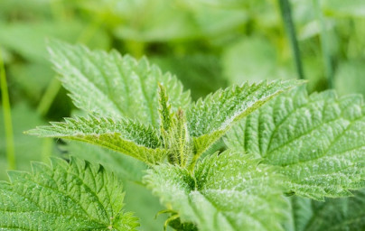 Kopriva (Urtica dioica) Kopriva (Urtica dioica)