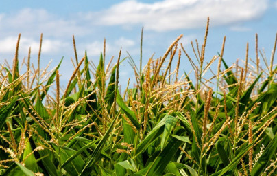 Koruza (Zea mays) Koruza (Zea mays)