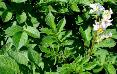 Krompir (Solanum tuberosum) Krompir (Solanum tuberosum)