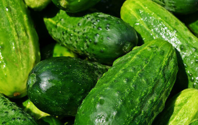 Kumare (Cucumis sativus) Kumare (Cucumis sativus)